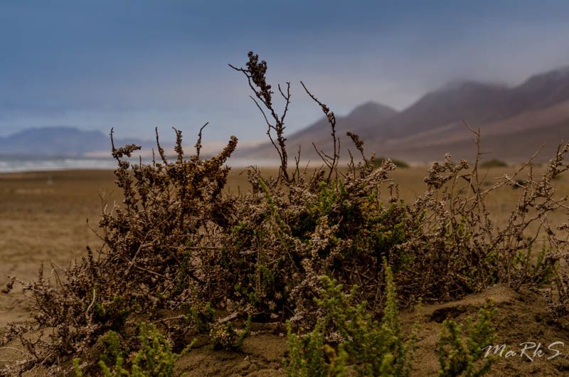 Spain Fuertaventura Aug 2018 104