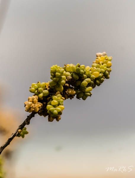 Spain Fuertaventura Aug 2018 127