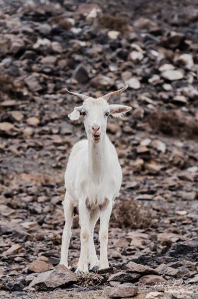 Spain Fuertaventura Aug 2018 143