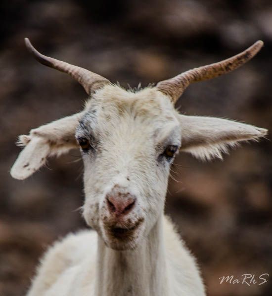 Spain Fuertaventura Aug 2018 144