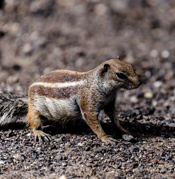Spain Fuertaventura Aug 2018 198