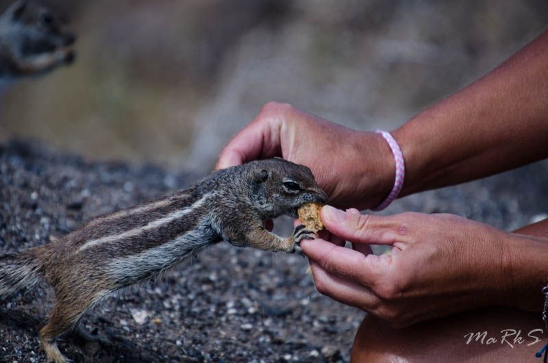 Spain Fuertaventura Aug 2018 208
