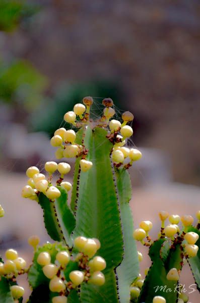 Spain Fuertaventura Aug 2018 50