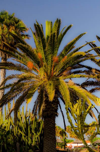 Spain Fuertaventura Aug 2018 87