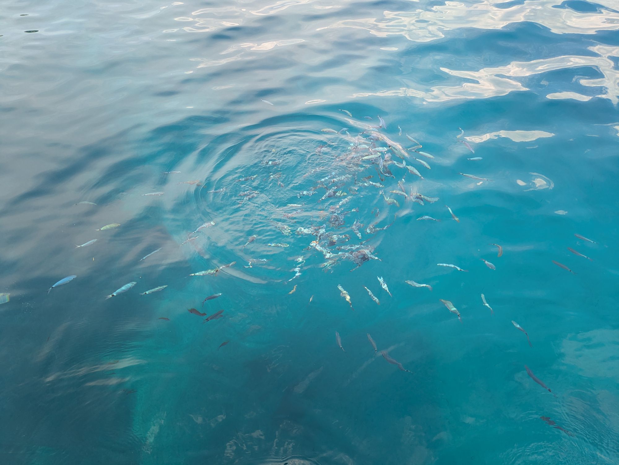 PXL 20250826 105806765.MP